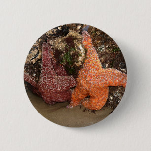 Colour Photo 3 Starfish/Sea Star Photo in Oregon 6 Cm Round Badge