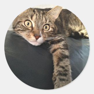 Colour Photo Of Cat Relaxing Classic Round Sticker