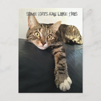 Colour Photo Of Cat Relaxing Postcard