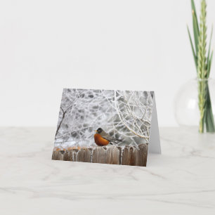 Colour Photo Robin in Winter Note Card