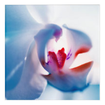 Colour Pop Orchid Acrylic Wall Art