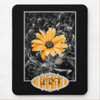 Colour Splash Spring Flash African Daisy