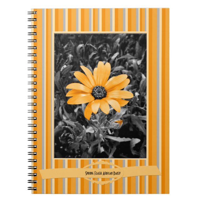 Colour Splash Spring Flash African Daisy Notebook (Front)