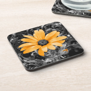 Colour Splash Spring Flash African Daisy Photograp Coaster