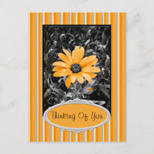 Colour Splash Spring Flash African Daisy Photograp Postcard
