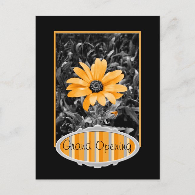 Colour Splash Spring Flash African Daisy Photograp Postcard (Front)