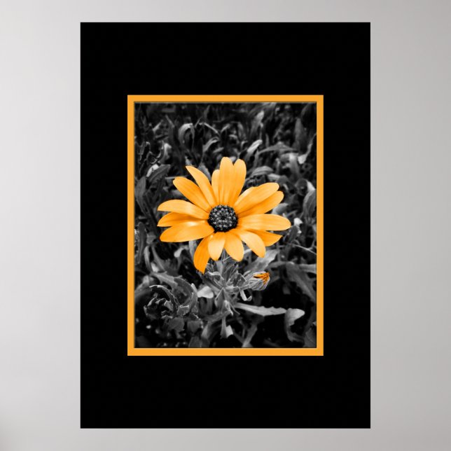 Colour Splash Spring Flash African Daisy Photograp Poster (Front)