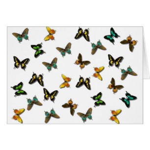 Coloured Butterflies Art