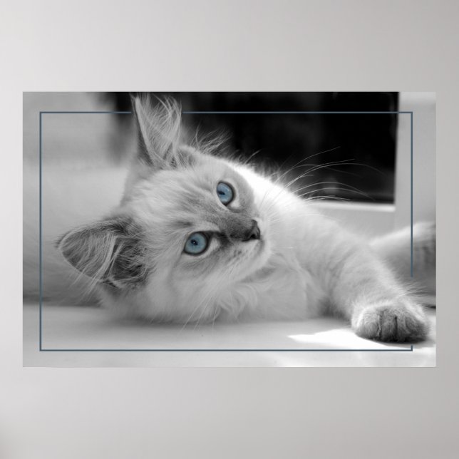 Coloured eyes, ragdoll kitten poster (Front)