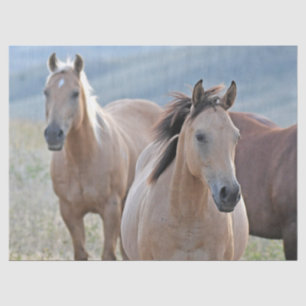 Coloured Horses Tissue Paper