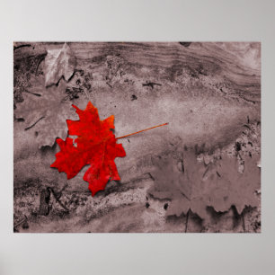 Coloured Leaf on Black and White Photo Poster