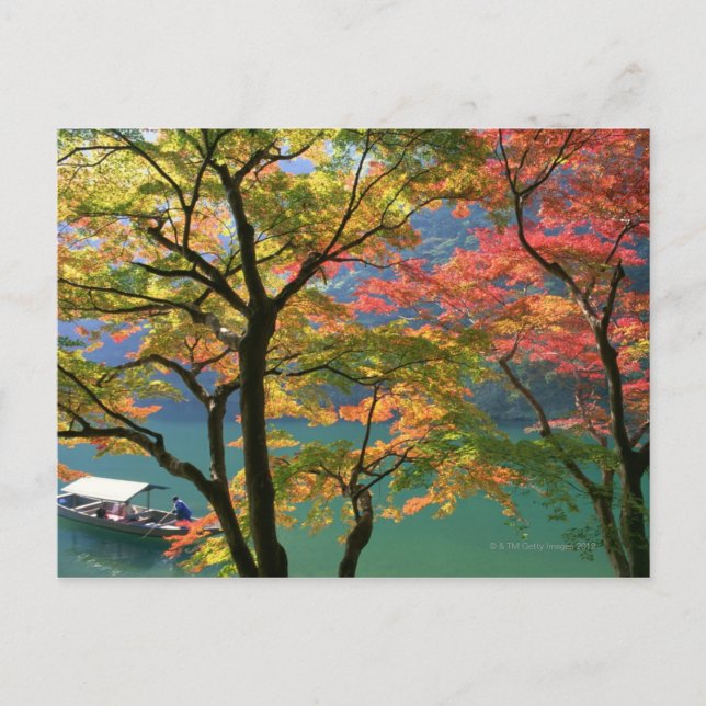 Coloured Leaves Postcard (Front)