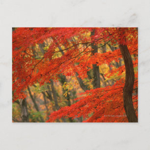 Coloured Leaves Postcard