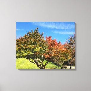 Coloured Maple Tree in Autumn Canvas Print