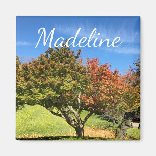Coloured Maple Tree in Autumn Magnet