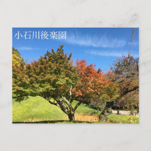 Coloured Maple Tree in Autumn Postcard