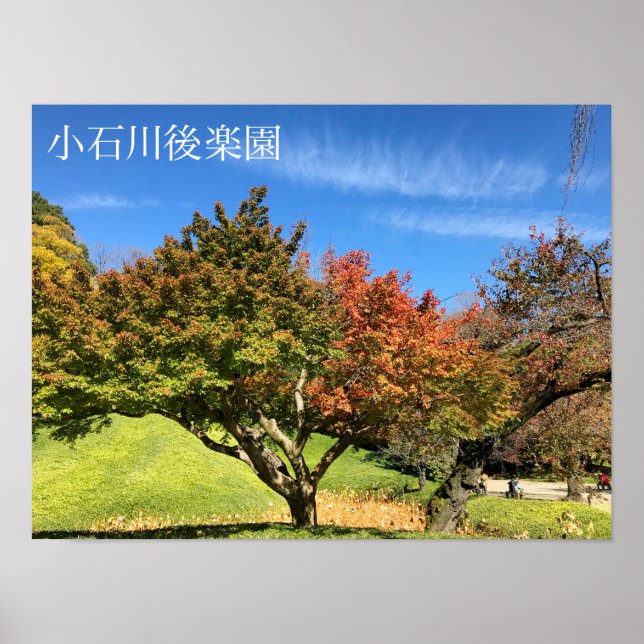 Coloured Maple Tree in Autumn Poster (Front)