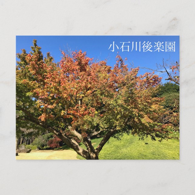 Coloured Maple Tree Postcard (Front)
