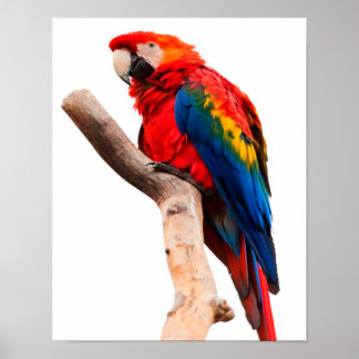 Coloured Parrot Poster
