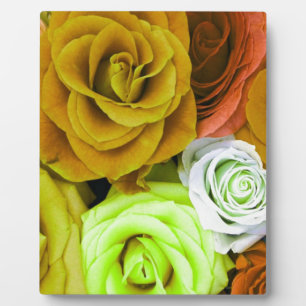 Coloured Roses Plaque