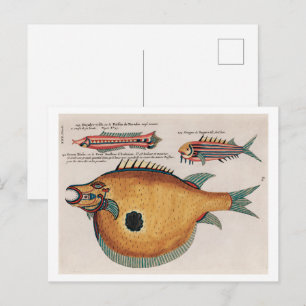 Colourful and surreal illustrations of fishes Postcard