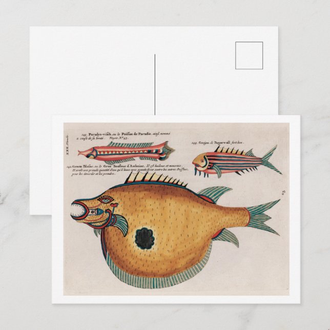  Colourful and surreal illustrations of fishes Postcard (Front/Back)