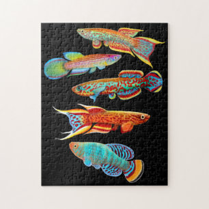 Colourful Aquarium Killifish Puzzle