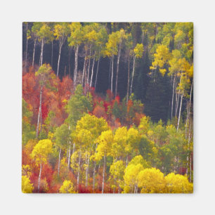 Colourful aspens in Logan Canyon Utah in the Magnet