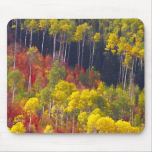 Colourful aspens in Logan Canyon Utah in the Mouse Mat