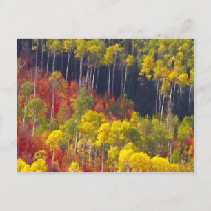 Colourful aspens in Logan Canyon Utah in the Postcard