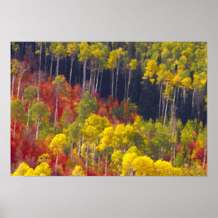 Colourful aspens in Logan Canyon Utah in the Poster