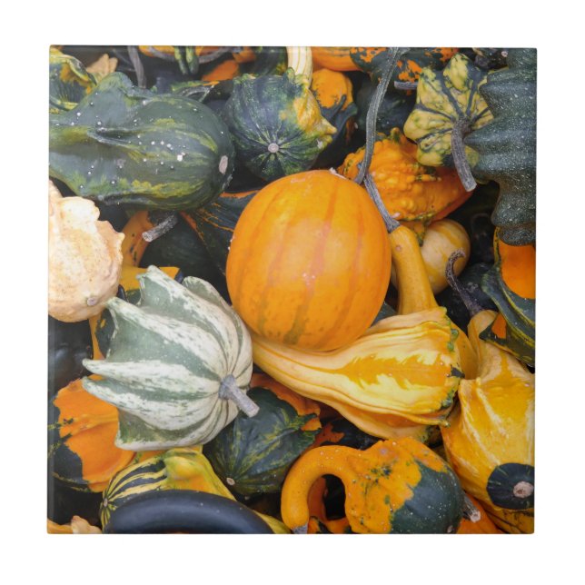 Colourful Autumn Gourds and Squash Tile (Front)