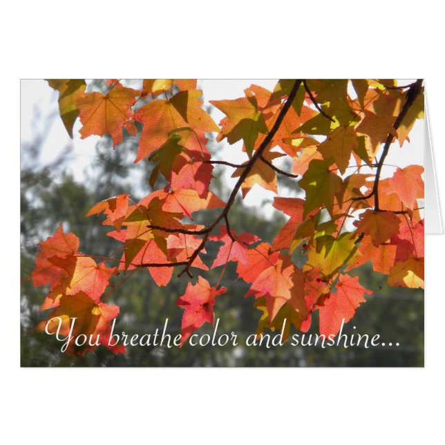 Colourful Autumn Leaves (Front Horizontal)