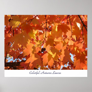 Colourful Autumn Leaves art prints Orange Fall