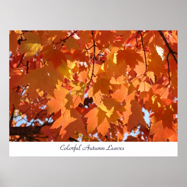 Colourful Autumn Leaves art prints Orange Fall Tre (Front)