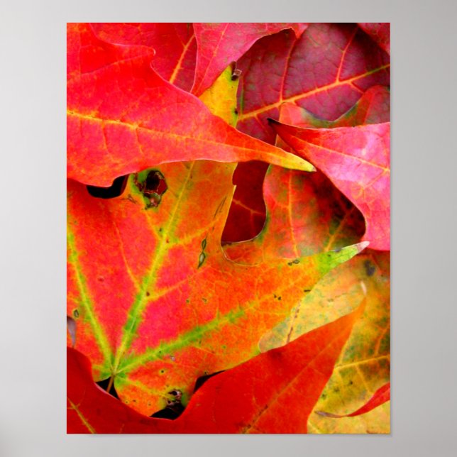 Colourful Autumn Leaves CloseUp Poster (Front)