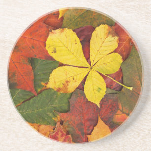 Colourful Autumn Leaves Coaster