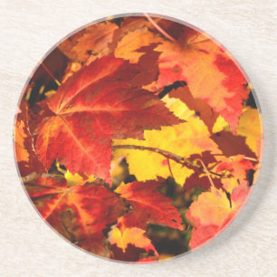 Colourful Autumn Leaves, gold red orange maple lea Coaster