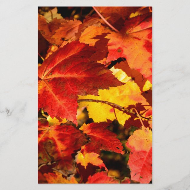 Colourful Autumn Leaves, gold red orange maple lea Stationery (Front)
