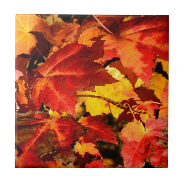 Colourful Autumn Leaves, gold red orange maple lea Tile (Front)