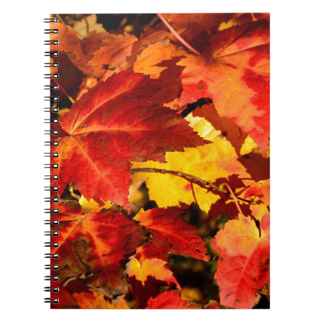 Colourful Autumn Leaves Notebook (Front)