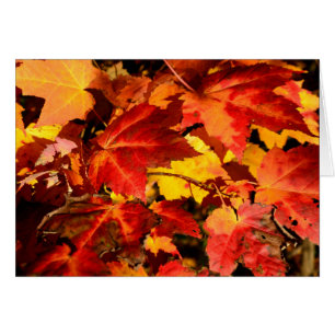 Colourful Autumn leaves orange red yellow colours