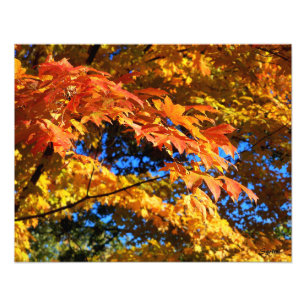 Colourful Autumn Leaves Photo Poster