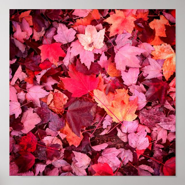 Colourful Autumn Leaves Poster (Front)