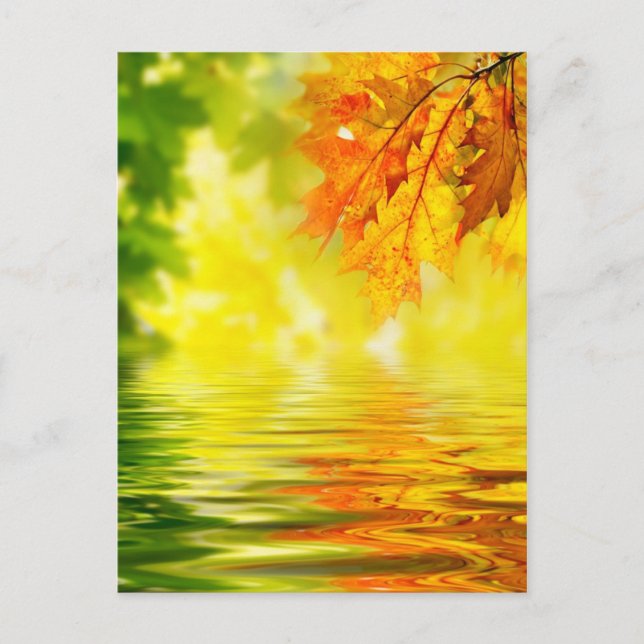Colourful autumn leaves reflecting in the water postcard (Front)