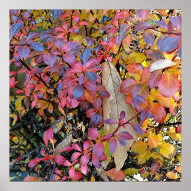 colourful autumn poster (Front)