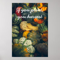 Colourful autumn squash and pumpkins