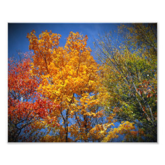Colourful Autumn Trees Photo Print