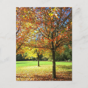 Colourful Autumn Trees Postcard
