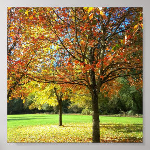 Colourful Autumn Trees Poster